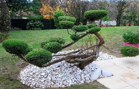 Taille de formation juniperus en nuage